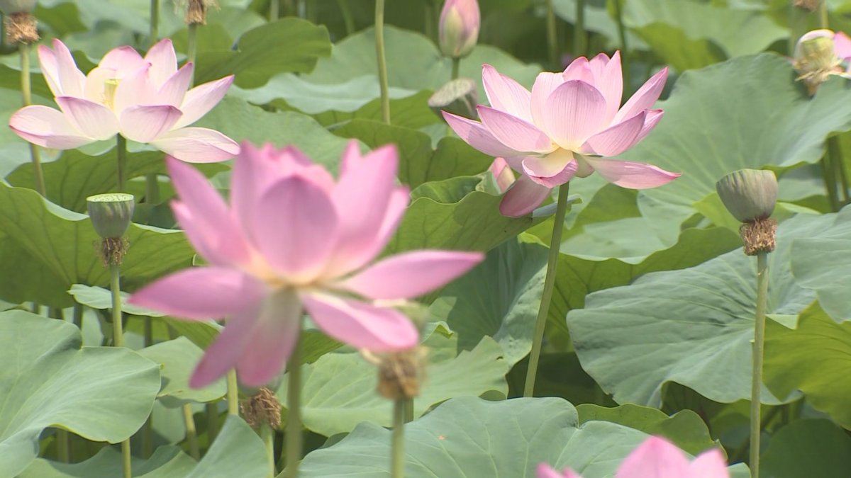 분홍빛 연꽃의 향연…양평 세미원 '연꽃문화제'