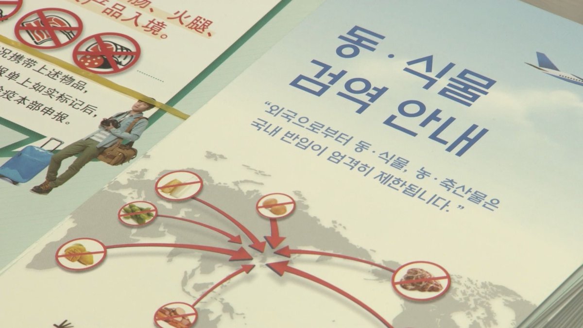 미얀마서 아프리카돼지열병 발생…정부, 국경검역 강화