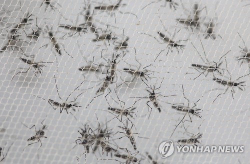 유전자 조작 이집트 숲 모기 성충