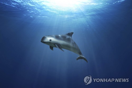 멸종 위기에 처한 '세상에서 가장 작은' 바키타 돌고래