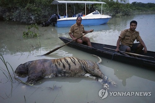 18일 인도 동북부 아삼 주 카지랑가 국립공원에서 호랑이 사체가 물에 떠 있다.[AP=연합뉴스 자료사진]