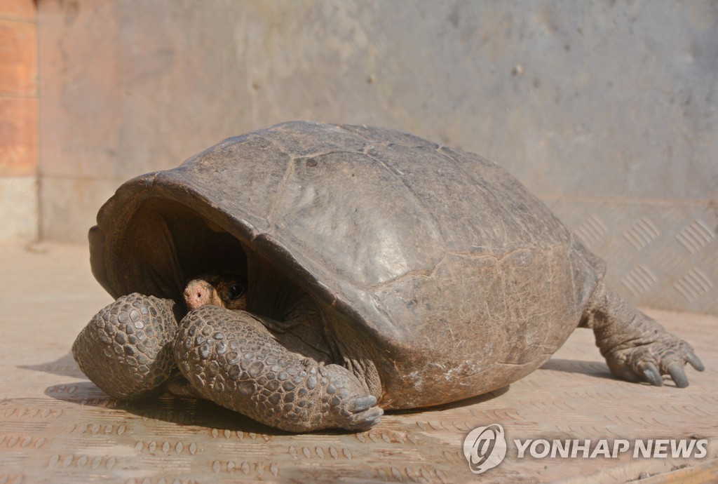갈라파고스 제도에서 발견된 거북