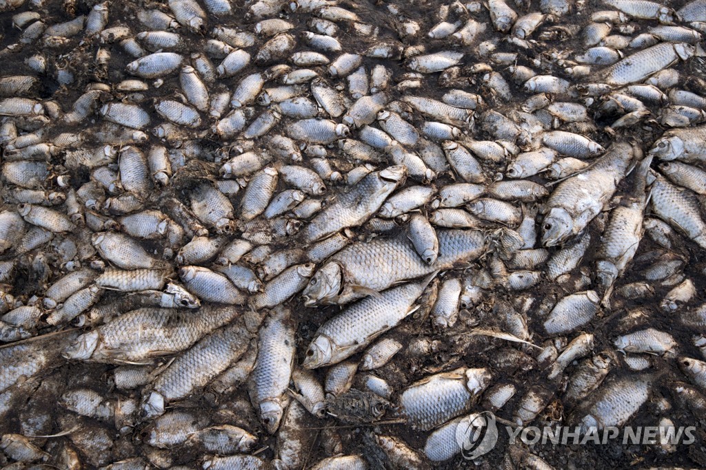 Greece Dead Fish