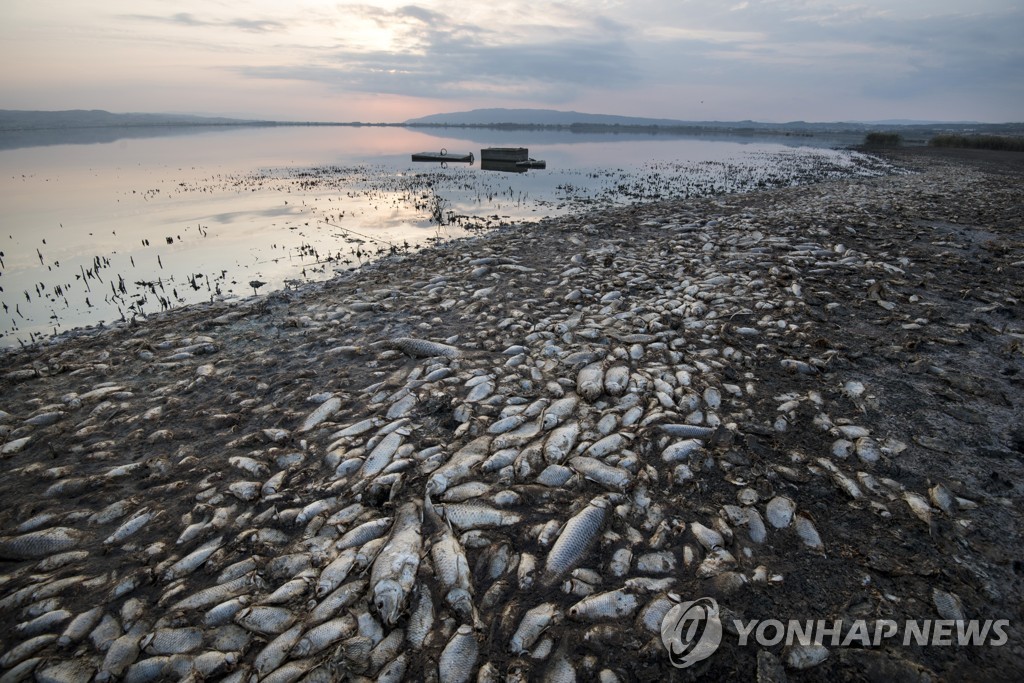 ′극심한 가뭄 탓′…그리스 호수서 물고기 수천 마리 폐사
