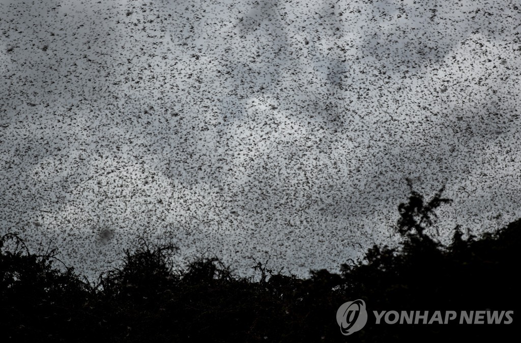 Kenya Africa Locust Outbreak