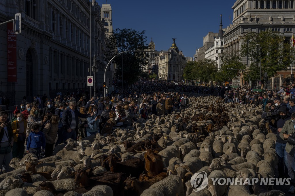 Spain Sheep Crossing