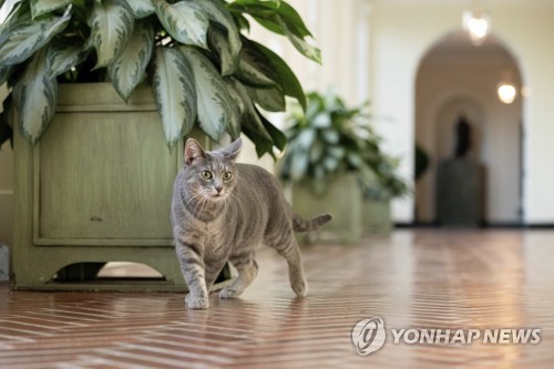 바이든 대통령의 고양이 '윌로'