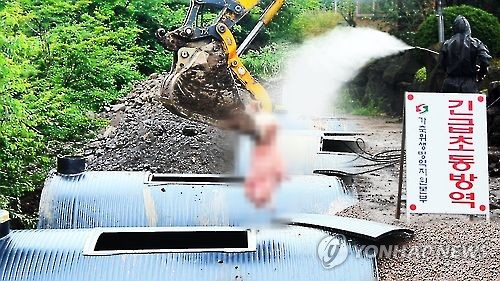 제주서 18년만에 돼지열병…4,700마리 폐기(CG)