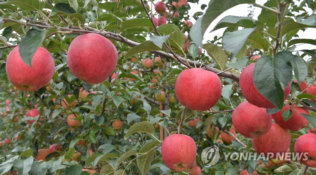 정선 사과