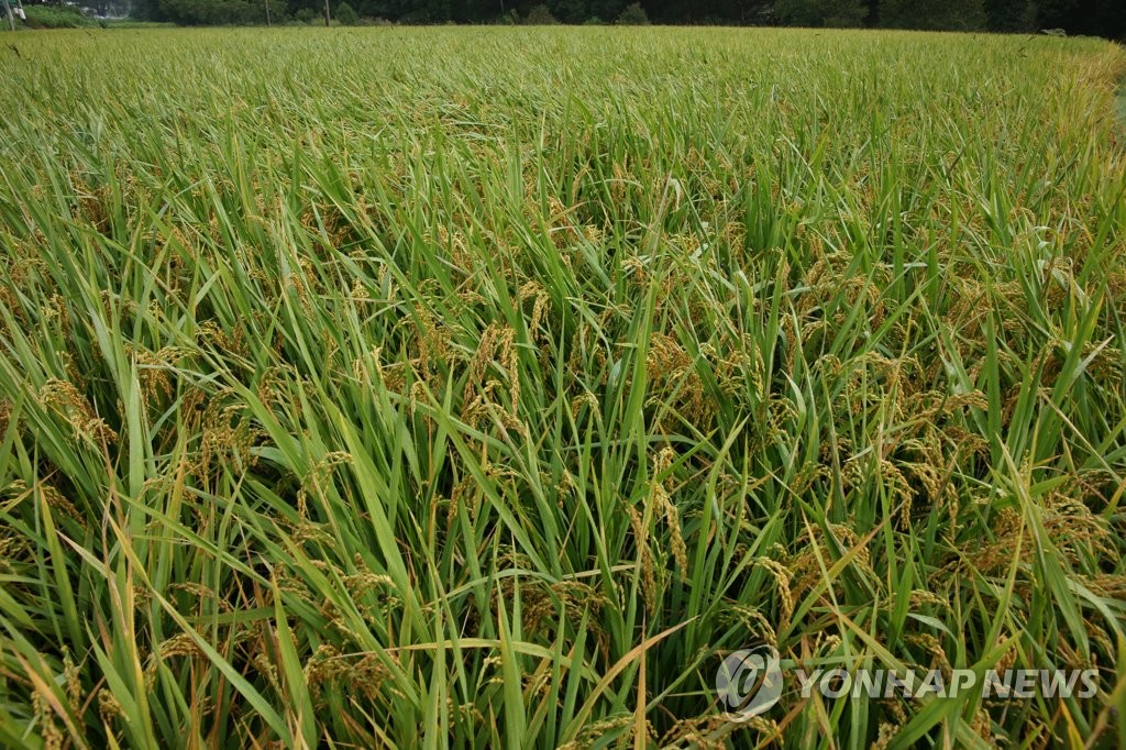 늦여름의 벼 이삭