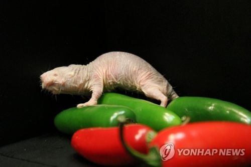 벌거숭이두더지쥐.