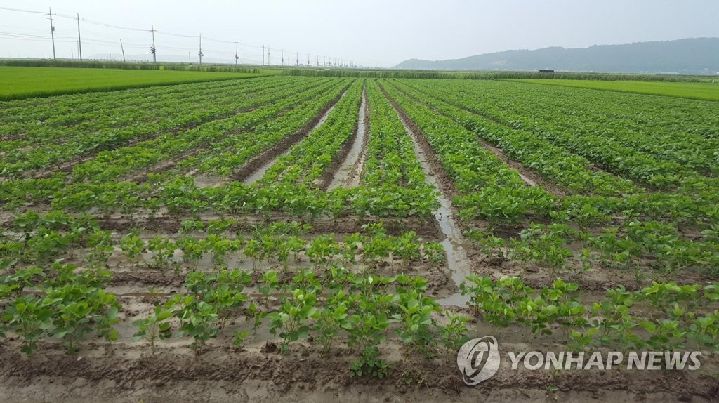 콩 재배 중인 논 [연합뉴스 자료사진]