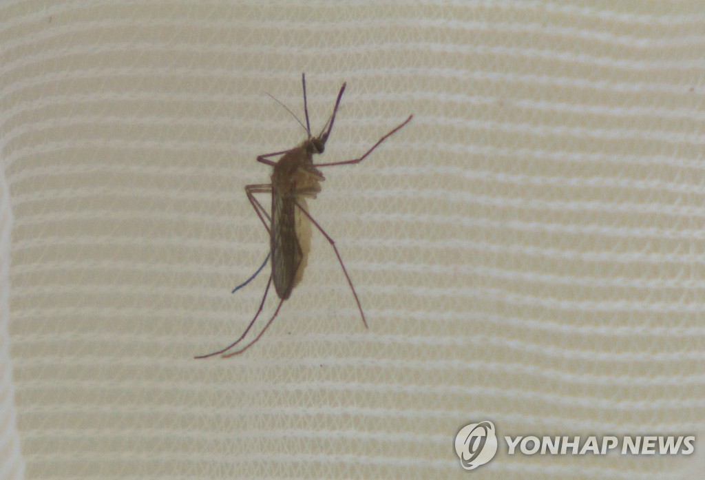 일본뇌염 모기
