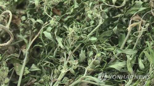 대마초