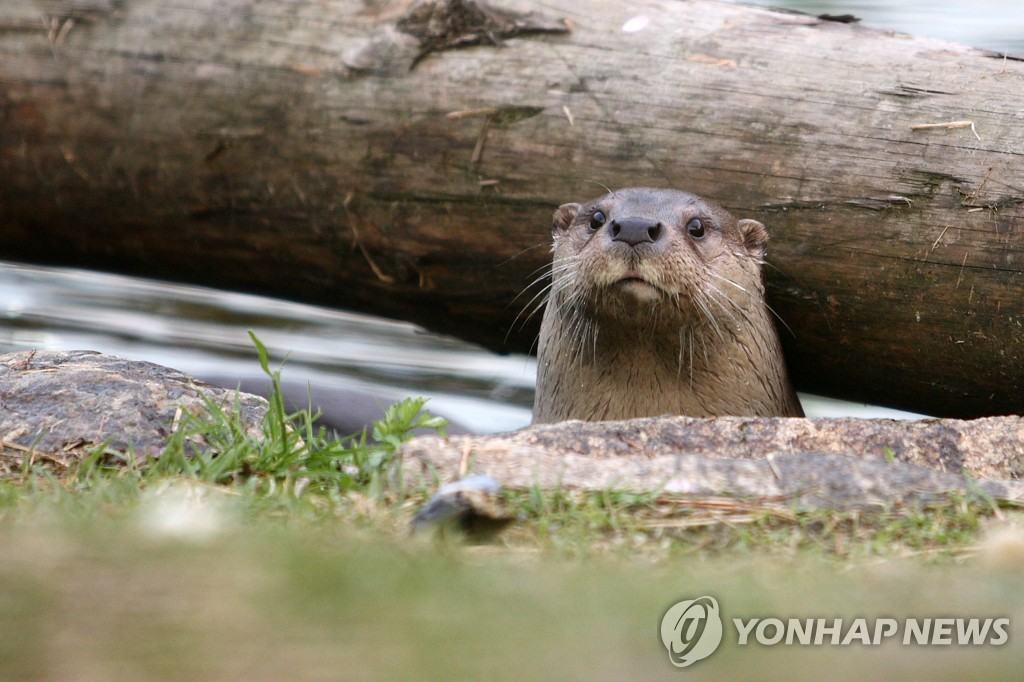 수달