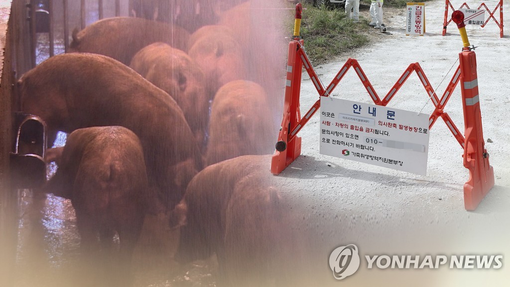 京畿道坡州市で、韓国最初のアフリカ豚コレラが確認された（コラージュ）＝（聯合ニュース）