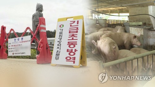 아프리카돼지열병 (CG)