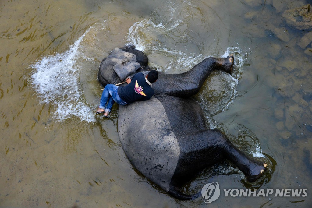 ′아이 시원해′ 강에서 목욕하는 수마트라 코끼리들