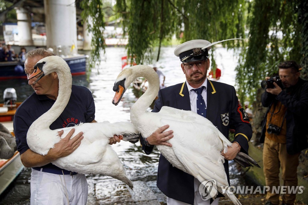 BRITAIN-ANIMAL-SWAN-OFFBEAT