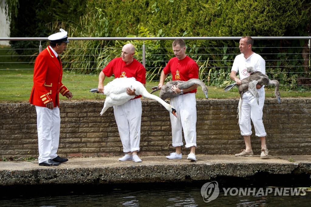 BRITAIN-ANIMAL-SWAN-OFFBEAT