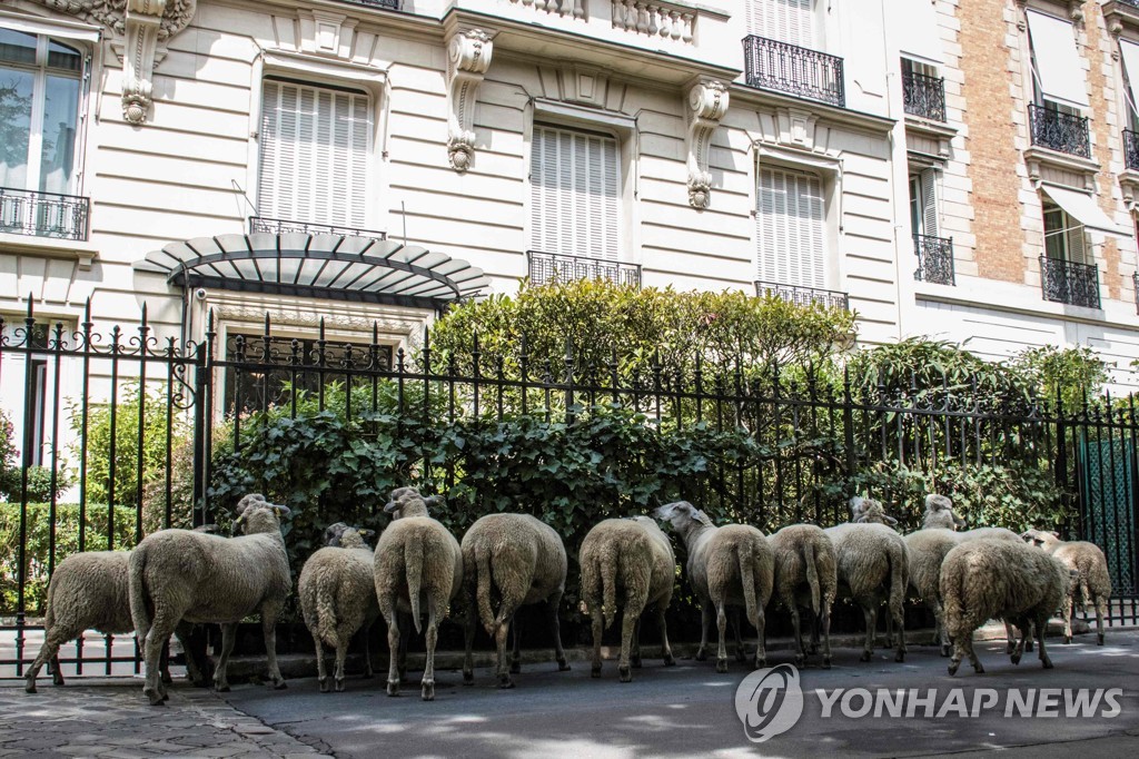 FRANCE-FARMING-AGRICULTURE-CITY-SHEEP