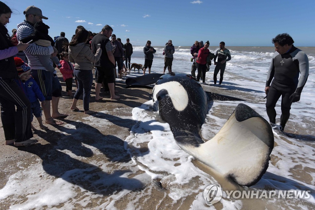 ARGENTINA-KILLER WHALES