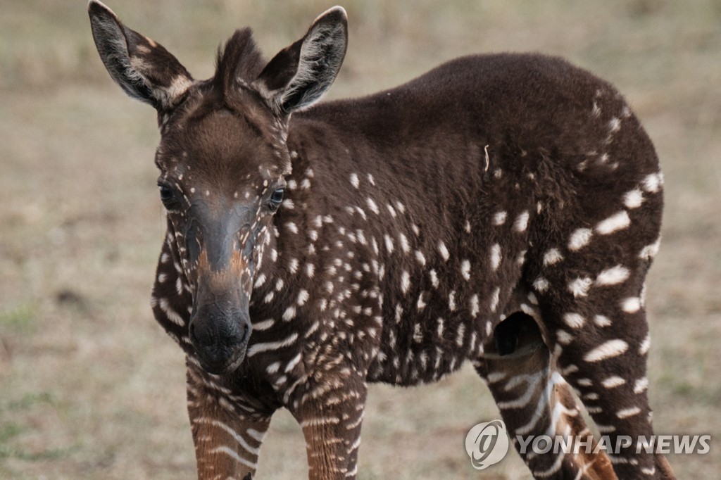 KENYA-NATURE-WILDLIFE-ANIMAL-ZEBRA