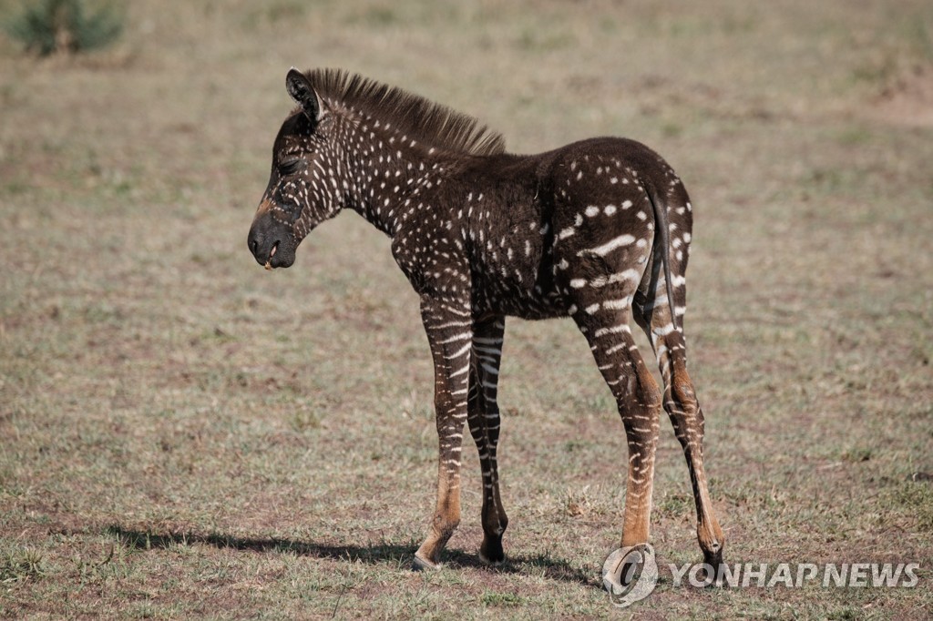 KENYA-NATURE-WILDLIFE-ANIMAL-ZEBRA