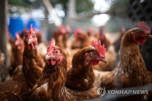 프랑스의 한 양계장
