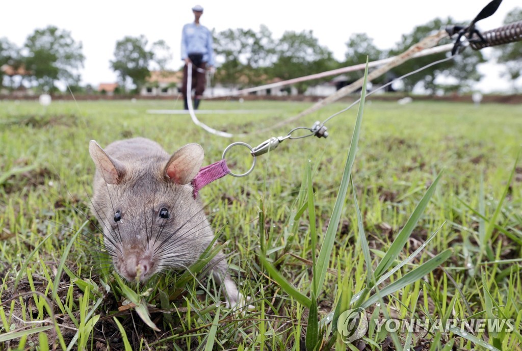 epaselect CAMBODIA LANDMINE RATS