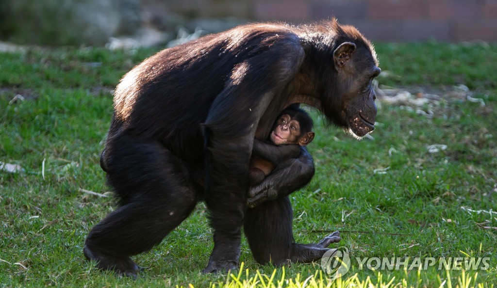 어미 침팬지와 새끼 침팬지. 사진은 기사와 직접적인 관련 없음.[EPA=연합뉴스 자료사진]