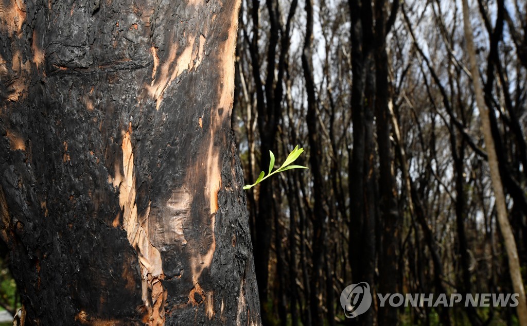 AUSTRALIA BUSHFIRES NATURE