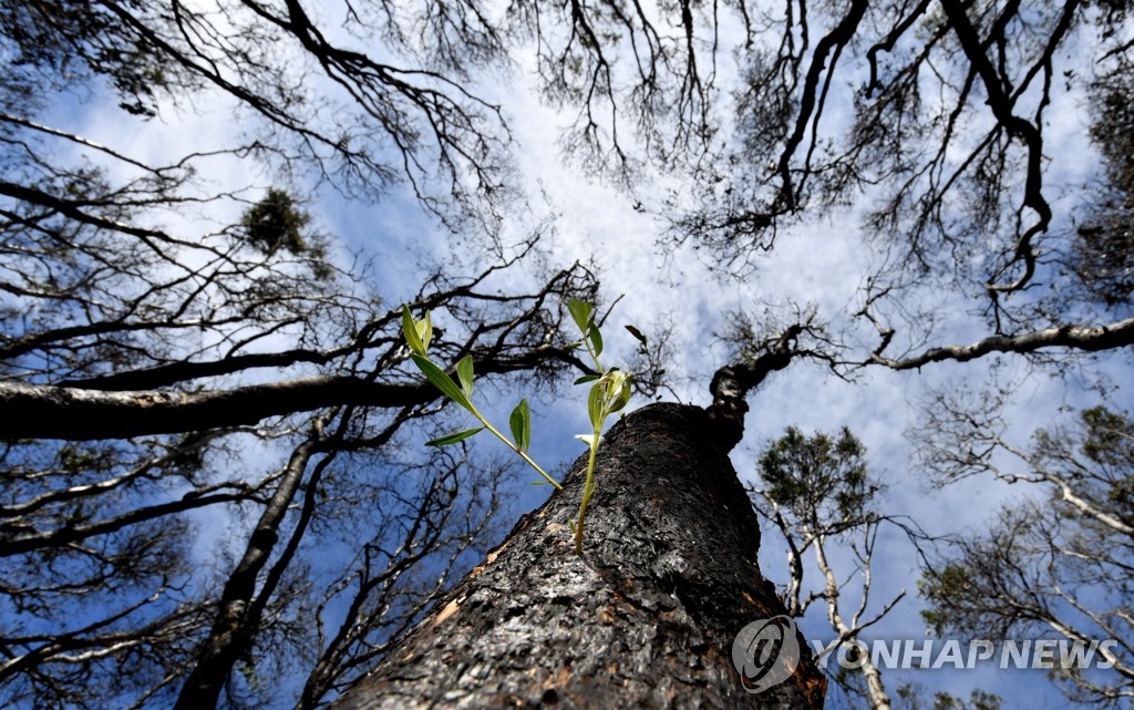 AUSTRALIA BUSHFIRES NATURE