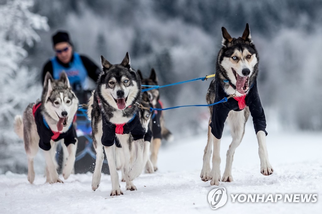 CZECH REPUBLIC PHOTO SET DOG SLED RACE