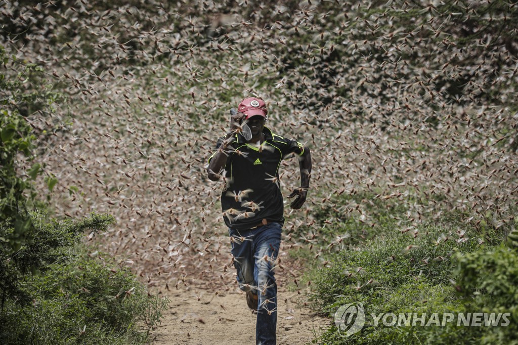 KENYA LOCUST CRISIS