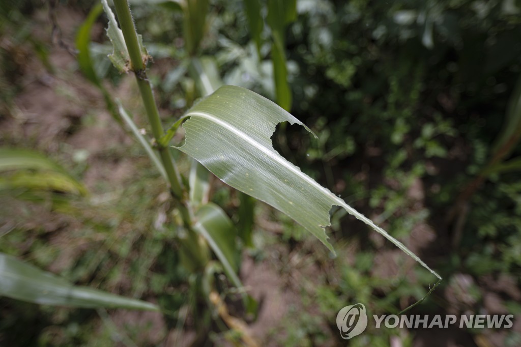 KENYA LOCUST CRISIS