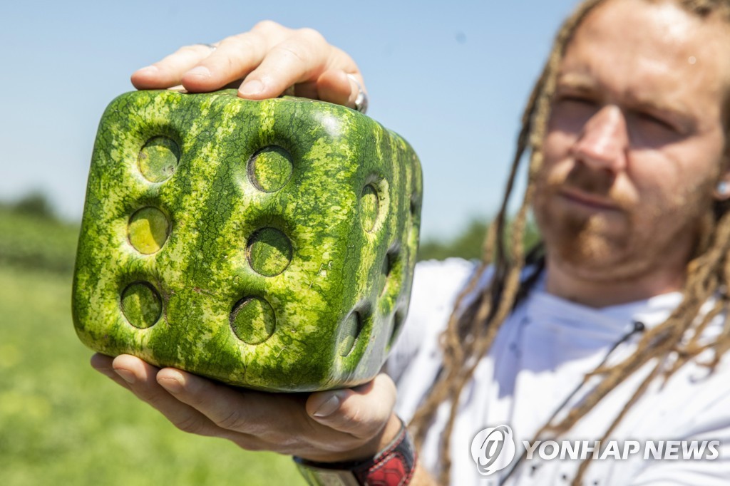 HUNGARY AGRICULTURE CUBE SHAPED WATERMELON