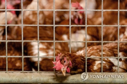 네덜란드 바르네벌트의 한 양계장 우리에 갇혀 있는 닭들의 모습