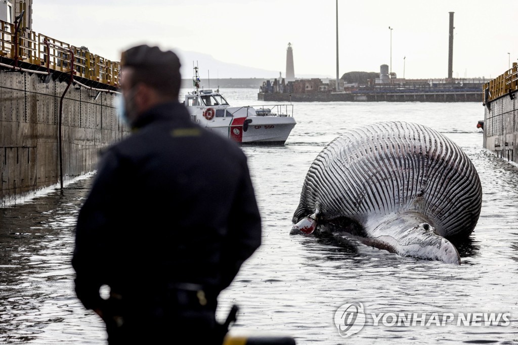 ITALY DEAD WHALE REMOVAL