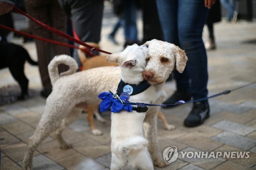 'WOOFERENDUM'행진에 참여한 반려견