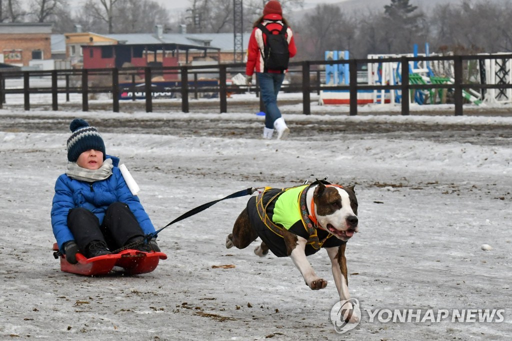 Sled dog racing in Abakan, Russia