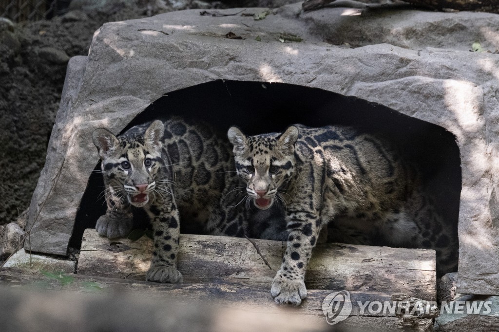 CLOUDY LEOPARDS ZOO