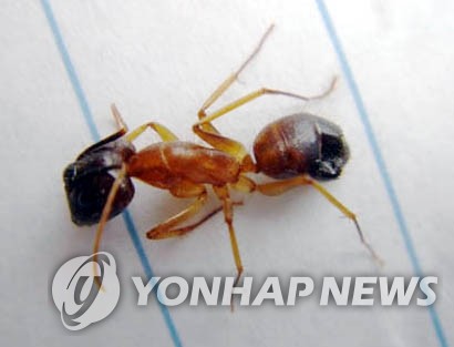 중국 `붉은 불개미'로 비상