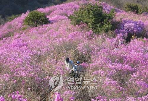 고려산 진달래 축제