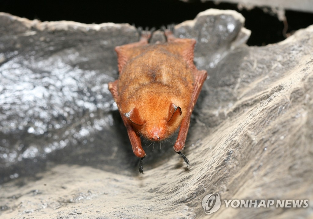 동해 천곡동굴에 출현한 황금박쥐