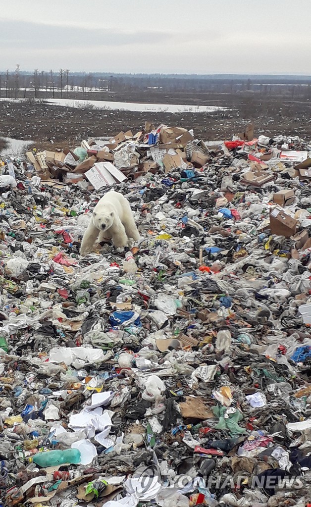 RUSSIA-POLAR BEAR/