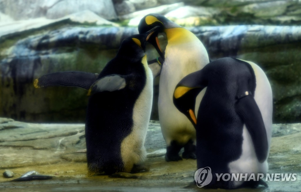 GERMANY-PENGUINS/