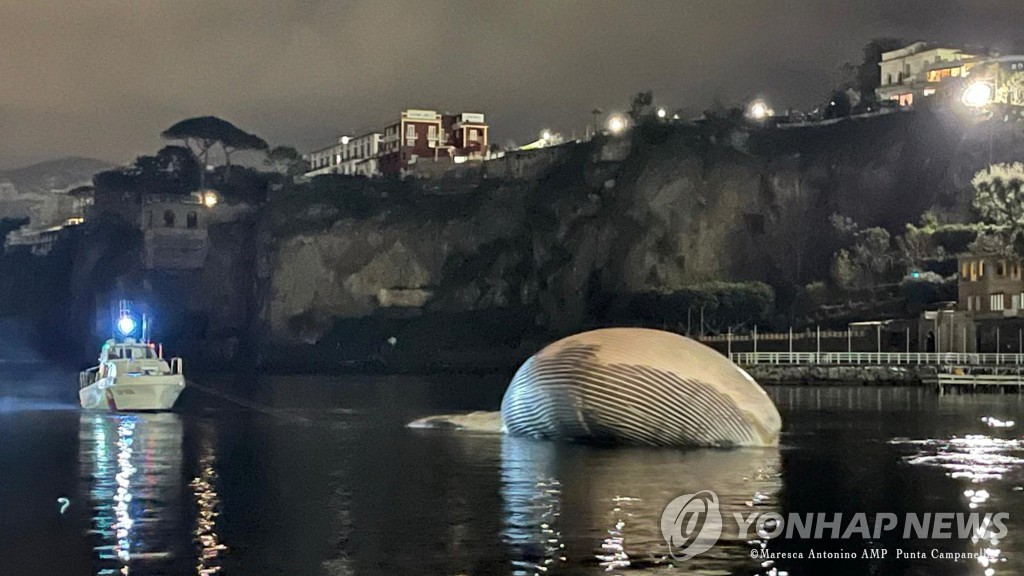 ITALY-WHALE/
