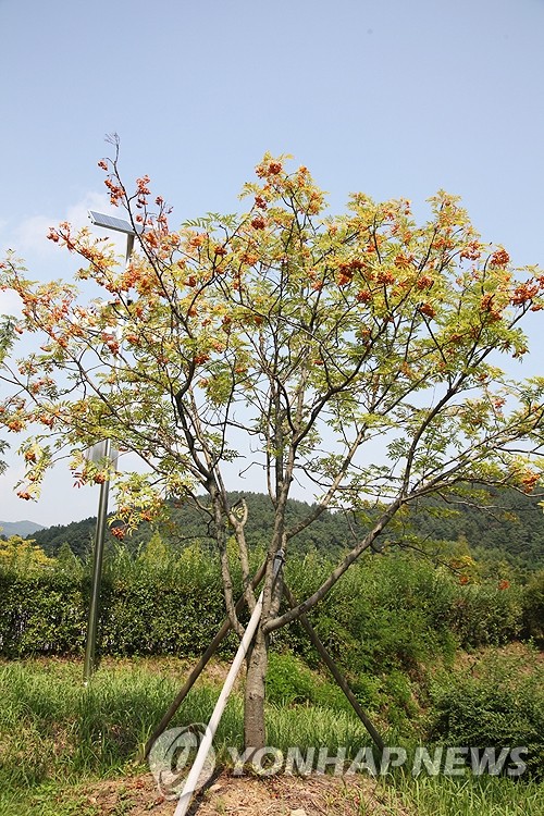 김연아 나무 '마가목'