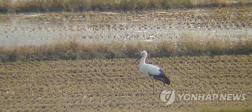 순천만에 7년만의 진객 황새 출현